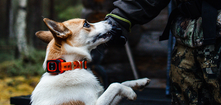 Hvornår stopper min hundesporing med at virke?