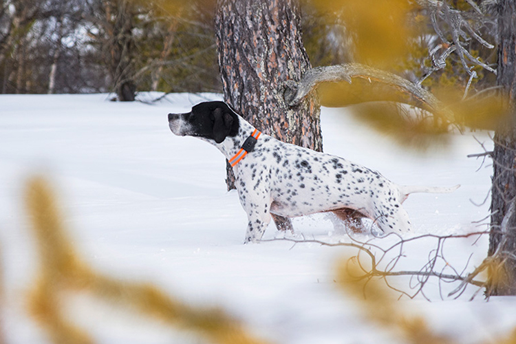 MiniFinder Atto: GPS-trackeren der sporer din hund
