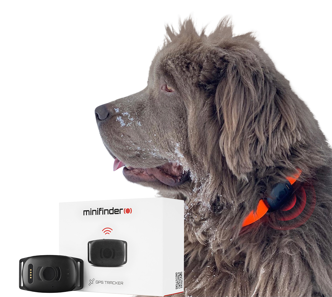 Hund, der bærer et hundespor GPS-tracker