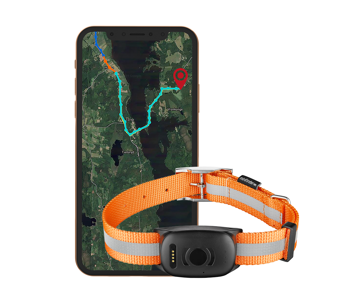Hund udstyret med GPS til jagt
